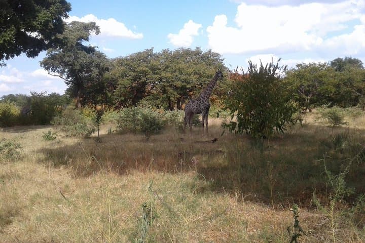 Game Drive and Rhino Walk near Livingstone: Up-Close Rhino Tracking in a National Park photo 5