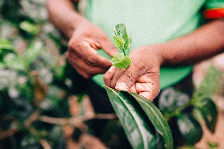 Handunugoda Tea Estate and Galle Fort: Private Day Trip from Dikwella photo 2