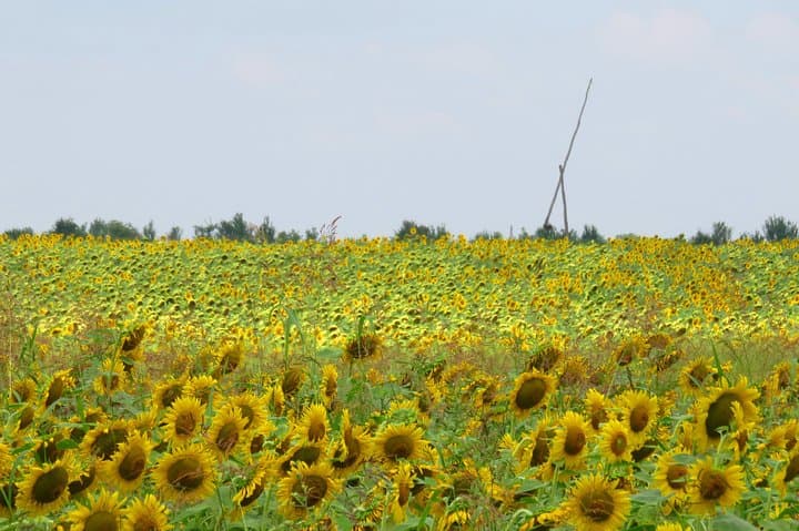 Century Ride: 100 km Bike Loop Near Bucharest