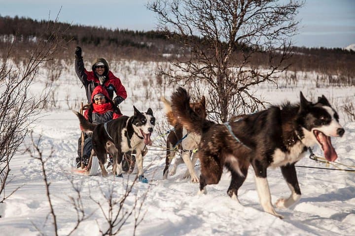 Drive Your Own Husky Sled in Tromsø: Self-Drive Arctic Adventure with Lavvu Cake photo 3