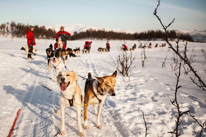 Drive Your Own Husky Sled in Tromsø: Self-Drive Arctic Adventure with Lavvu Cake photo 1