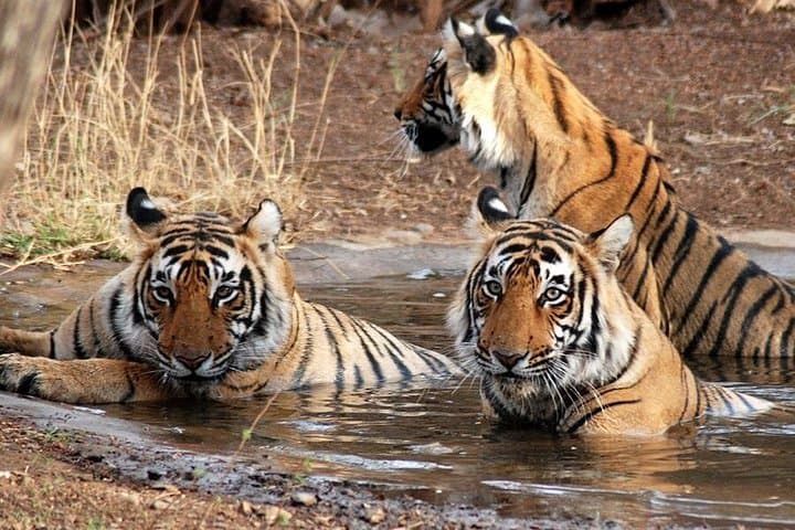 Private 8-Day Golden Triangle Tour with Ranthambore Safari — Delhi, Agra & Jaipur photo 1