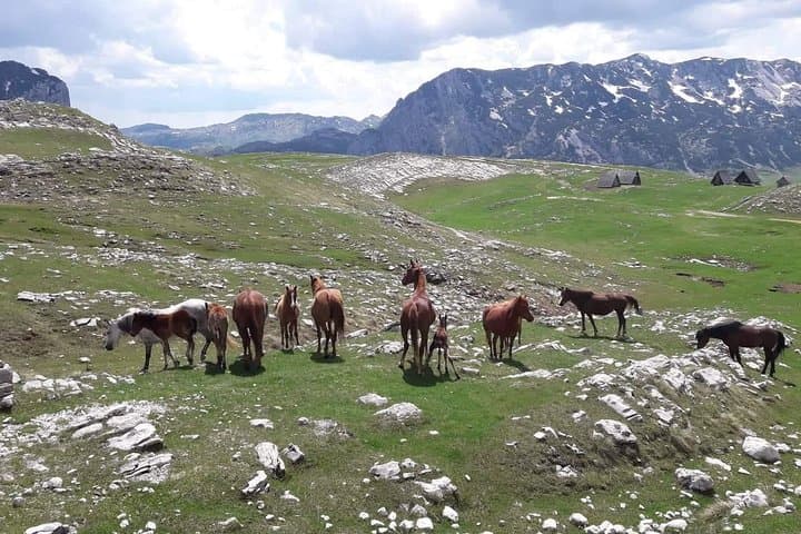 Durmitor Ring: Scenic Road Trip Around Montenegro's High Peaks photo 2