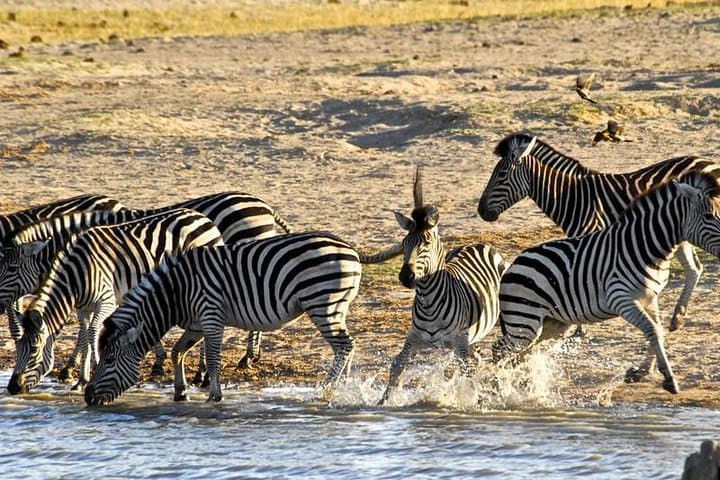 Hwange National Park 2-Night Camping Safari from Victoria Falls photo 2