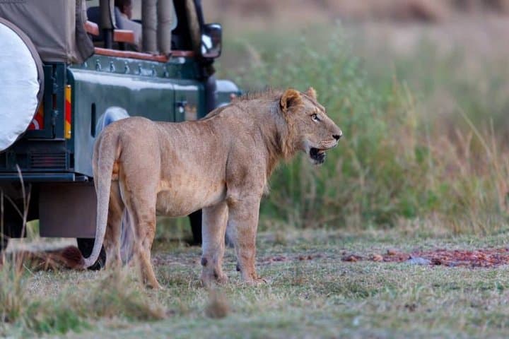 4-Day Tarangire, Serengeti & Ngorongoro Safari from Arusha photo 6