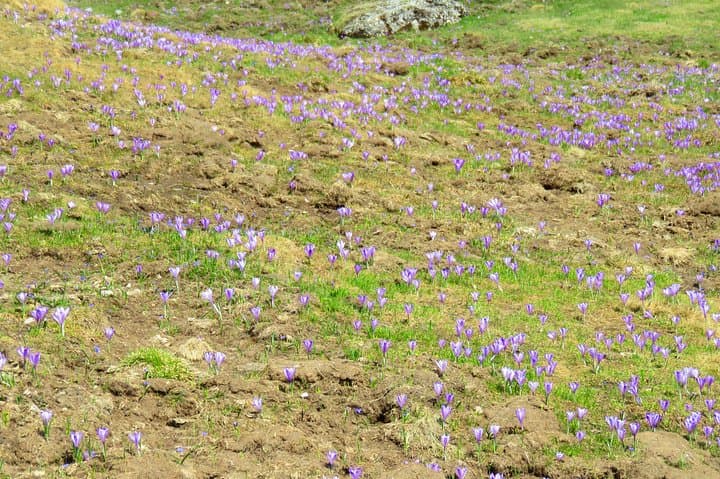 Bucegi Traverse: Hike from Sinaia to Bran via Omu Peak and the Sphinx photo 4