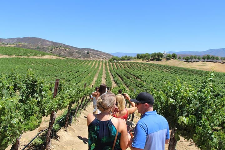 Shared Temecula Wine Tour from Anaheim – Full-Day Tasting & Winery Visits photo 3