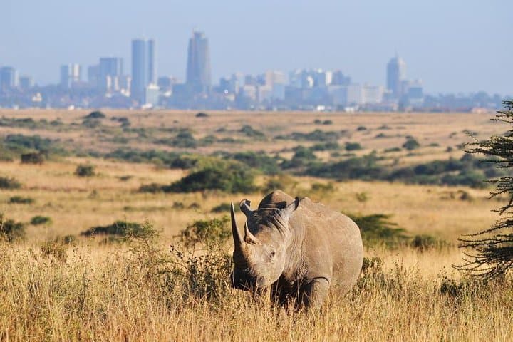 Nairobi National Park Half-Day Safari: City Skyscrapers and Savanna Wildlife photo 4