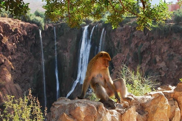 Day Trip to Ouzoud Waterfalls from Marrakech: Guide to the 110m Cascades photo 6