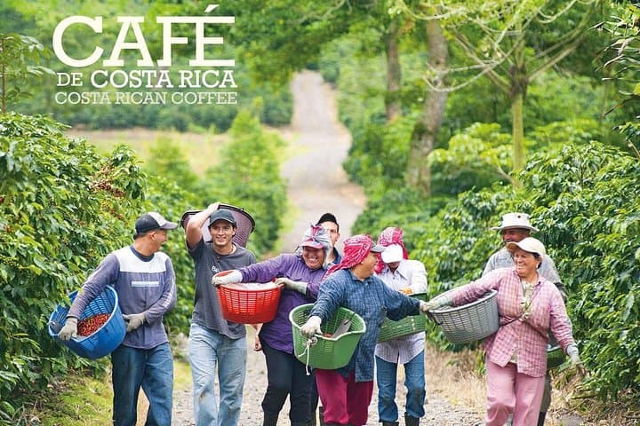 Horseback Through Aquiares: 4-Hour Hacienda Coffee Tour Near Turrialba photo 4