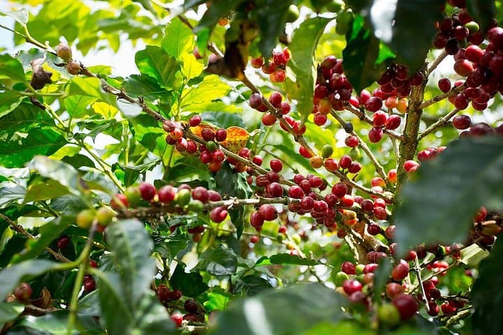 Horseback Through Aquiares: 4-Hour Hacienda Coffee Tour Near Turrialba photo 3