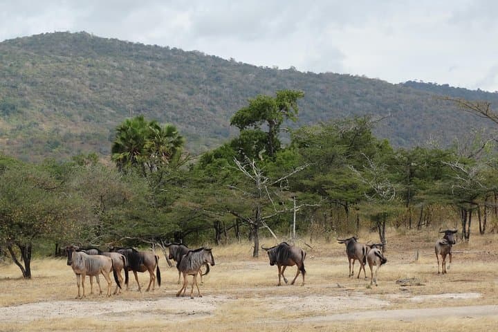 6-Day Southern Circuit Safari: Mikumi, Udzungwa & Selous Game Reserve photo 3