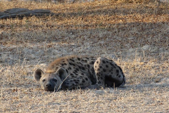 6-Day Southern Circuit Safari: Mikumi, Udzungwa & Selous Game Reserve photo 5