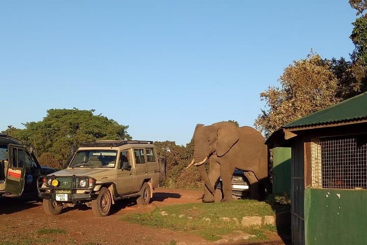5-Day Tanzania Safari: Lake Manyara, Serengeti & Ngorongoro Expedition photo 3