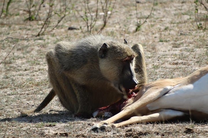 6-Day Southern Circuit Safari: Mikumi, Udzungwa & Selous Game Reserve photo 6