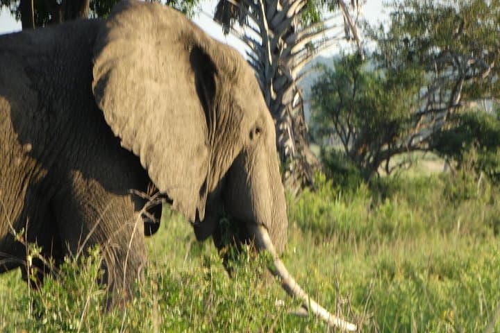 3-Day Mikumi National Park Safari: Game Drives, Wildlife & Park Accommodation photo 2