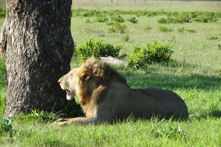 3-Day Mikumi National Park Safari: Game Drives, Wildlife & Park Accommodation photo 3