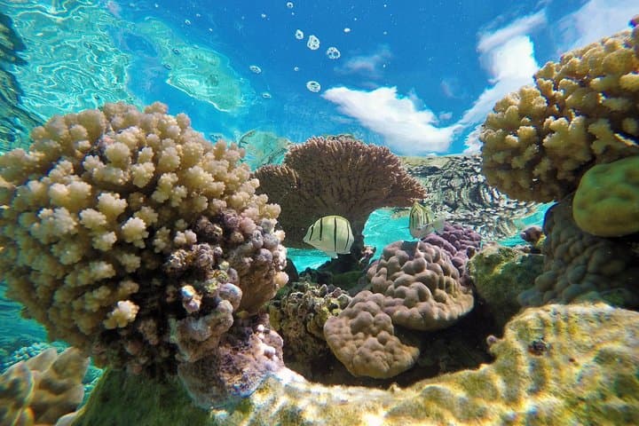 Private Bora Bora Lagoon Snorkel Tour — Half-Day Reef Discovery photo 3