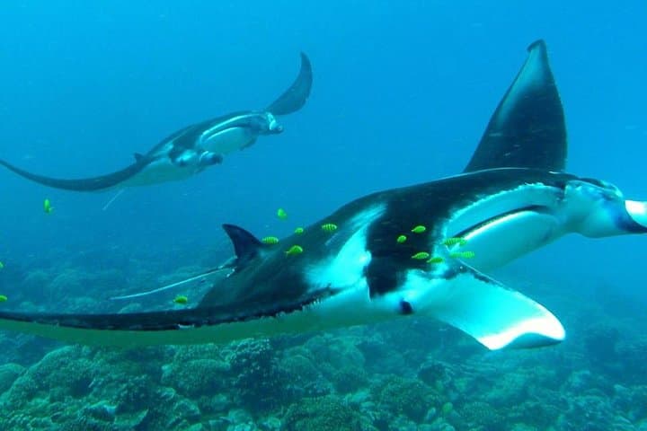 Private Bora Bora Lagoon Snorkel Tour — Half-Day Reef Discovery photo 2