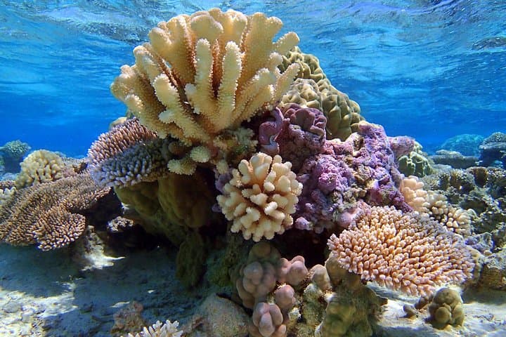 Bora Bora Lagoon Snorkel: Half-Day Reef Discovery with Manta & Eagle Rays photo 6