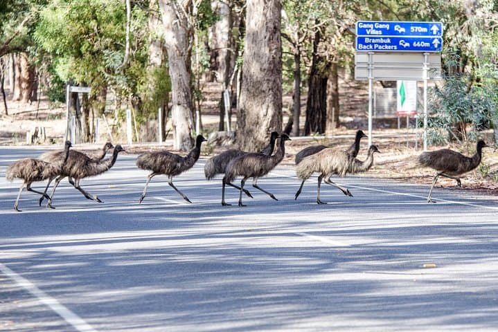 Grampians National Park Day Trip: MacKenzie Falls, The Balconies & Kangaroos photo 6