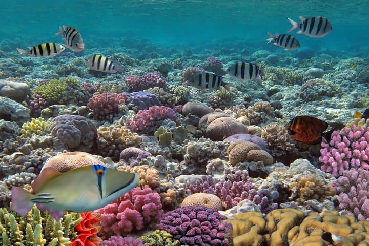 Snorkel Isla Mujeres by Catamaran: Full-Day Sail, Reef Snorkel & Beach Club photo 6