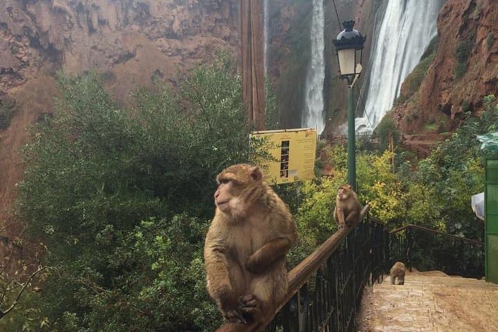 Ouzoud Waterfalls Day Trip from Marrakech — Private & Small‑Group Tours photo 3