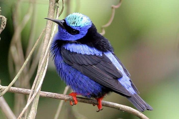 Riviera Maya Bird-Watching Eco Tour from Cancún — 6-Hour Guided Wildlife Walk