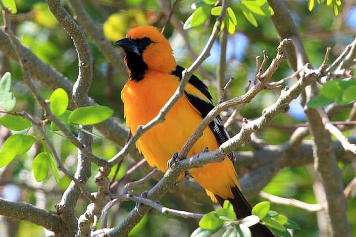 Riviera Maya Bird-Watching Eco Tour from Cancún — 6-Hour Guided Wildlife Walk photo 2