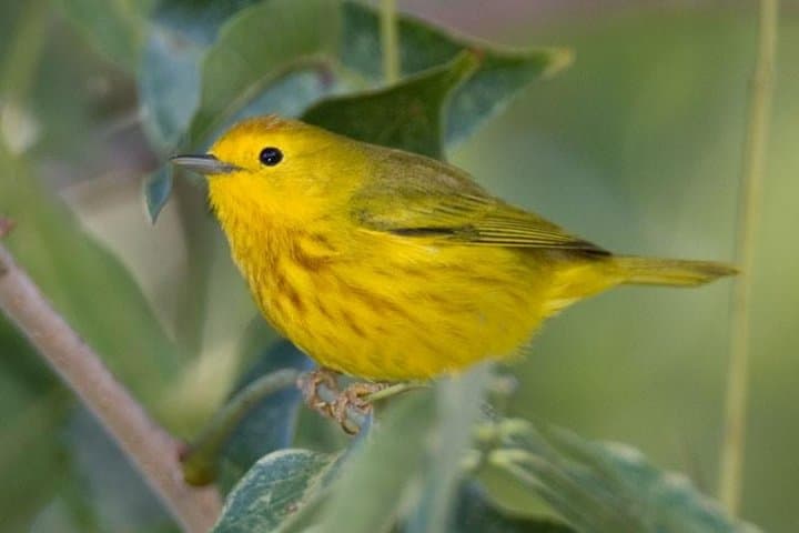 Riviera Maya Bird-Watching Eco Tour from Cancún — 6-Hour Guided Wildlife Walk photo 4