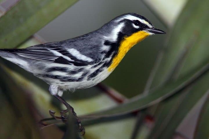 Riviera Maya Bird-Watching Eco Tour from Cancún — 6-Hour Guided Wildlife Walk photo 5