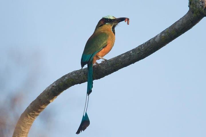 Riviera Maya Bird-Watching Eco Tour from Cancún — 6-Hour Guided Wildlife Walk photo 6
