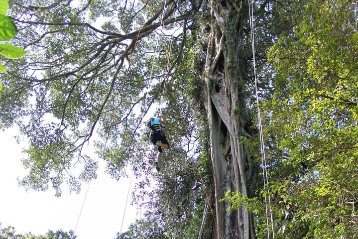 Tree Top Climbing Monteverde: Scale a 131-Foot Ficus in the Cloud Forest photo 5
