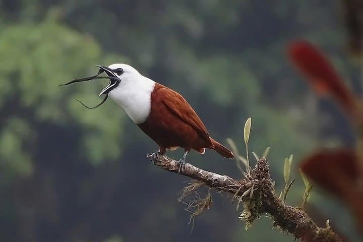 Curi-Cancha Cloud Forest Walk: Birdwatching Trails and Wildlife Near Monteverde