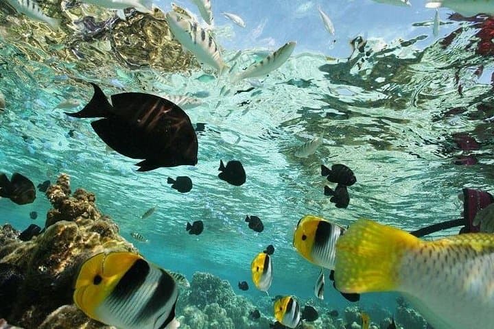 Huatulco Snorkeling Adventure: Reefs of Bahía de la Entrega, El Órgano & La India