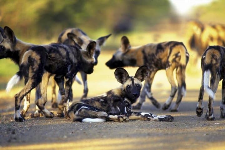 Hwange National Park 2-Night Camping Safari from Victoria Falls photo 3