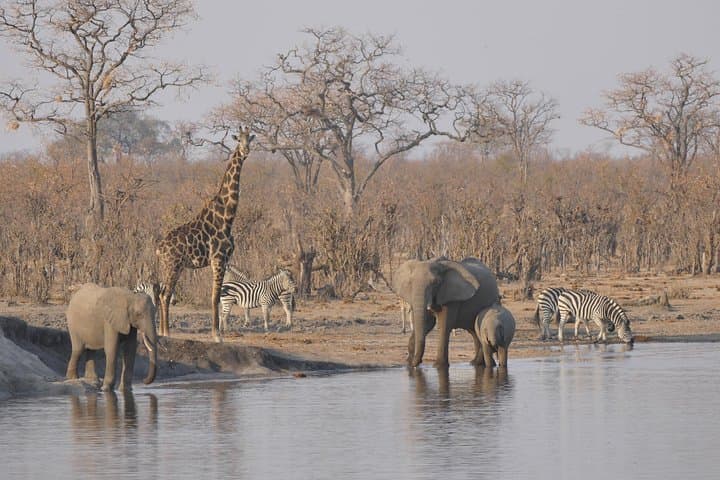 Hwange National Park 2-Night Camping Safari from Victoria Falls photo 4