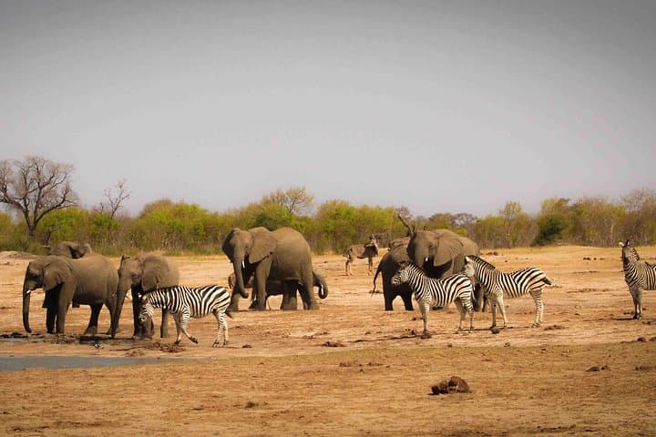 Hwange National Park 2-Night Camping Safari from Victoria Falls photo 5