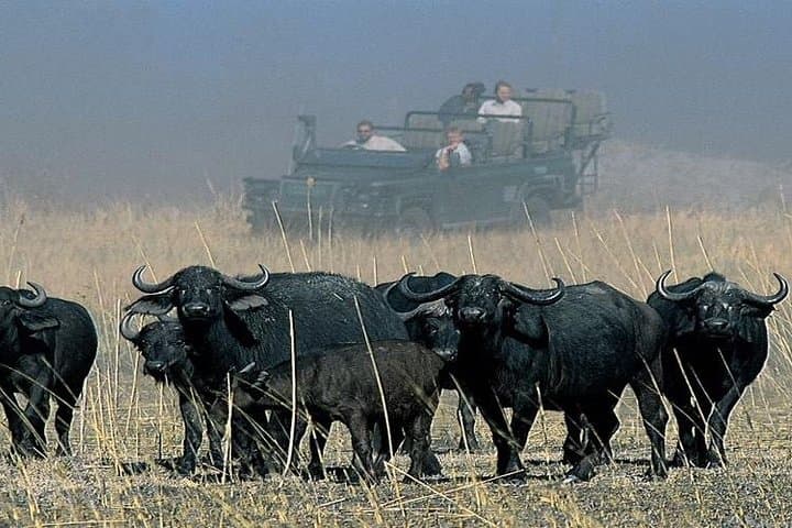 9-Day Zimbabwe Safari with Chobe Day Trip to Botswana — Hwange, Victoria Falls & More photo 4