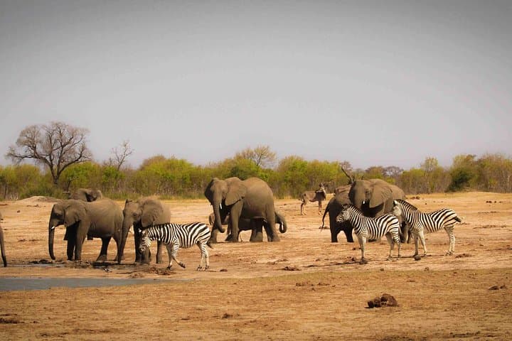 Full-Day Hwange Safari from Victoria Falls: Big Five & Elephant Herds photo 3