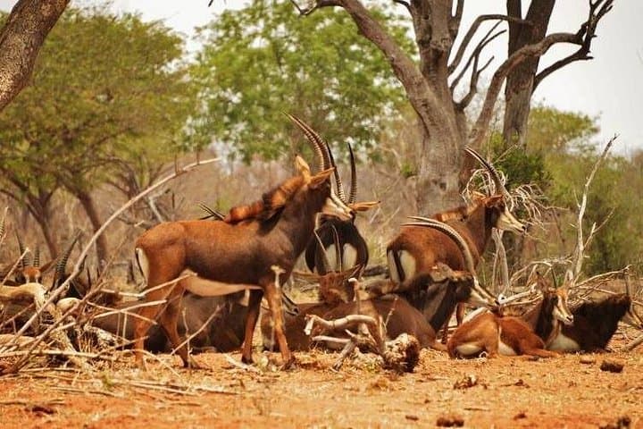 Victoria Falls & Chobe 4-Day Safari: Falls, River Cruise and Full-Day Chobe photo 4