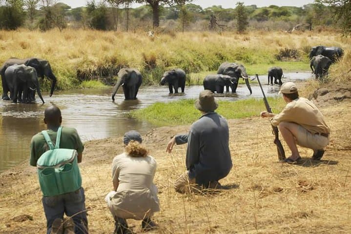 Mikumi Walking Safari and Game Drive from Morogoro: A Day Among Elephants and Plains photo 3