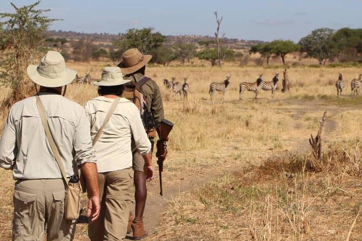 Mikumi Walking Safari and Game Drive from Morogoro: A Day Among Elephants and Plains photo 4