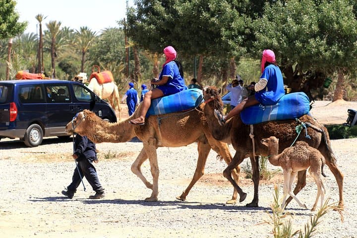 Half-Day Palmeraie Quad & Camel Tour — Marrakech Palm Grove Adventure photo 5