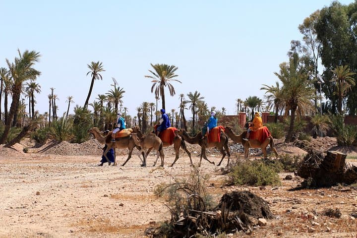 Half-Day Palmeraie Quad & Camel Tour — Marrakech Palm Grove Adventure photo 6