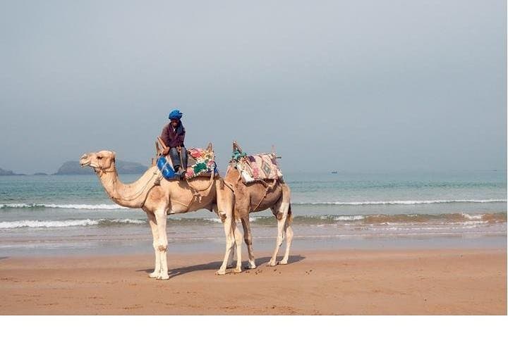 Essaouira Day Trip from Marrakech: Explore the Medina, Beaches & Argan Cooperatives photo 4