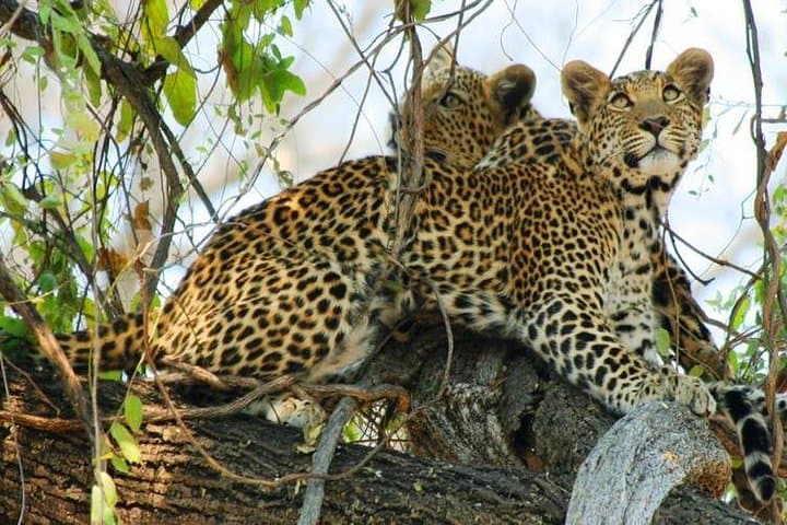 9-Day Zimbabwe Safari with Chobe Day Trip to Botswana — Hwange, Victoria Falls & More photo 6