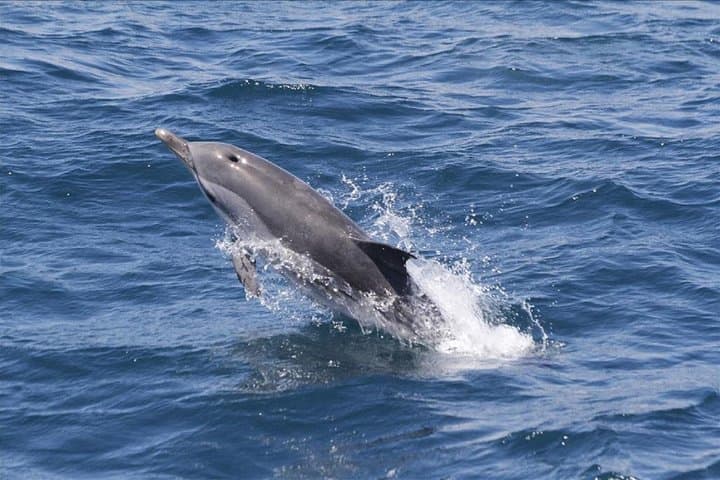 Dolphin Watching in Gibraltar: Day Trip from Seville to the Strait