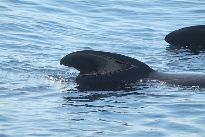 Dolphin Watching in Gibraltar: Day Trip from Seville to the Strait photo 2