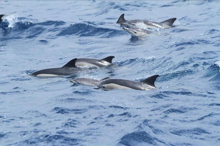 Dolphin Watching in Gibraltar: Day Trip from Seville to the Strait photo 3